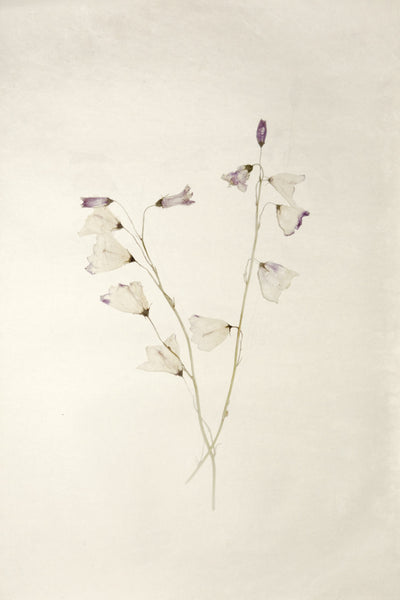 Jenny Lexander Rêves