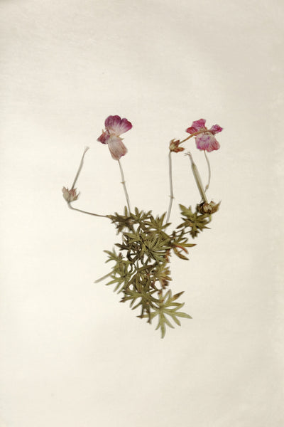 Jenny Lexander Passion