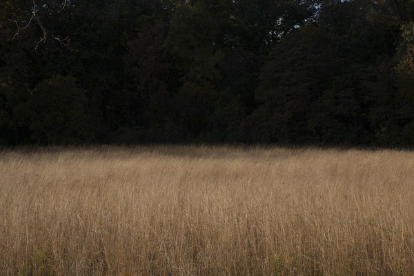 Joséphine Douet, The Secret Sits, Meadow