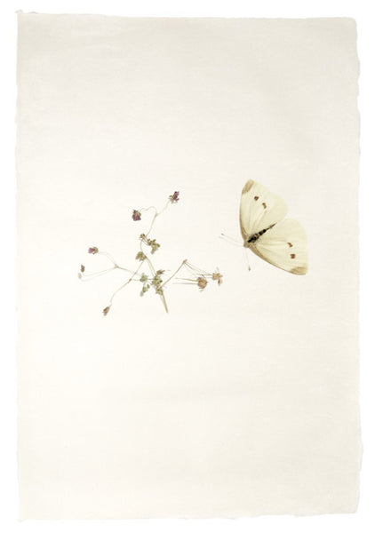 Jenny Lexander Papillion
