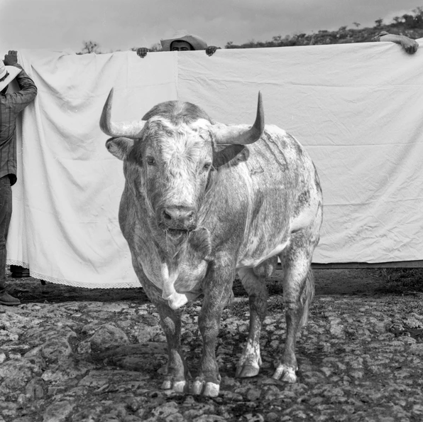 Bernardo Aja, Toro de Xaray, Queretaro, Mexico, 2020, 60X40 cm