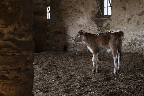 Joséphine Douet, The Secret Sits, Young calf
