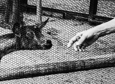Meg Hewitt, Goat with a hand, Kyoto, 2015